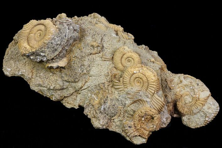 Dactylioceras Ammonite Cluster - Germany #77184